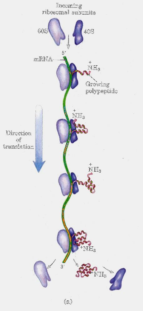 MFN0366-A1 (I. Perroteau) - Ribosomi e sintesi proteica La sintesi proteica inizia nel citoplasma con l aggancio della piccola subunità ribosomale al estremità 5 dell mrna.