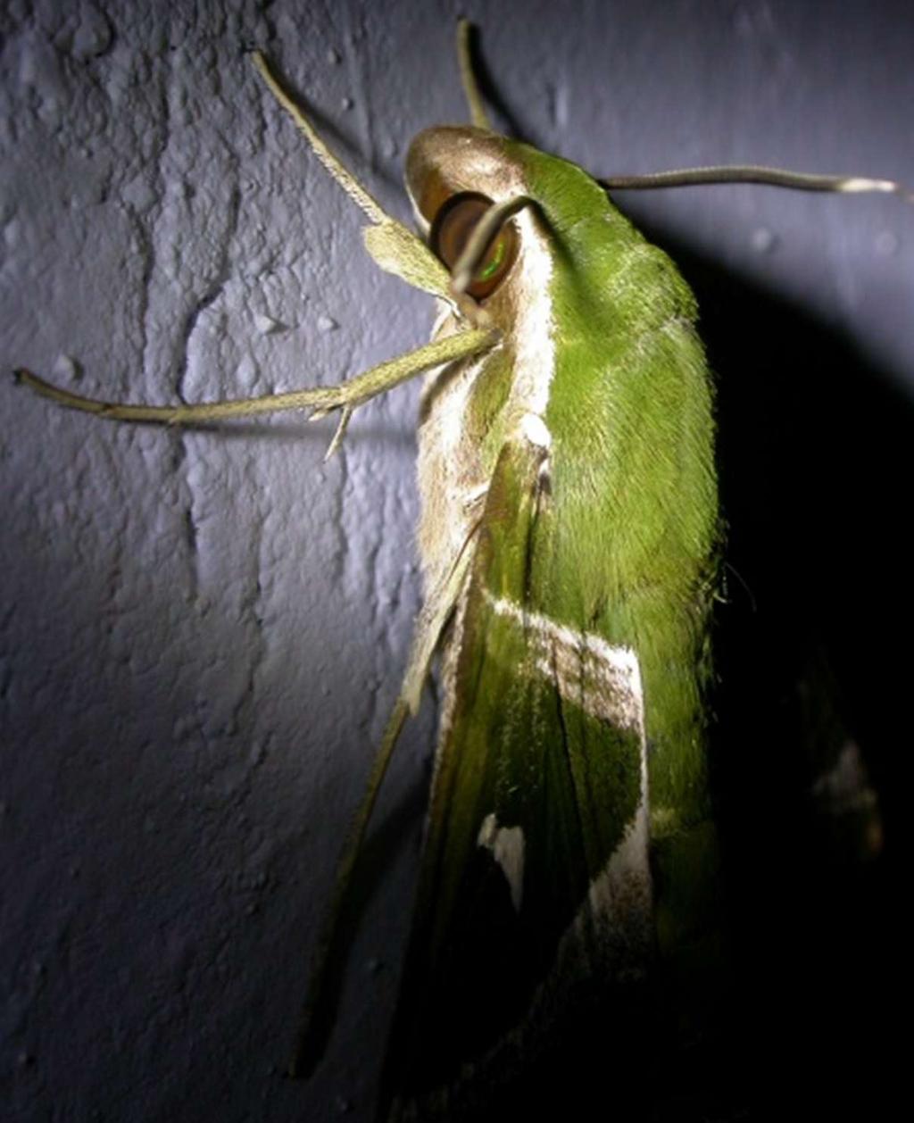 Si rinnovano anche le faune a invertebrati, con nuovi gruppi di bivalvi e gasteropodi, nummuliti.