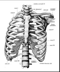 Scheletro assile: cranio colonna vertebrale gabbia toracica (coste e sterno) Scheletro appendicolare: