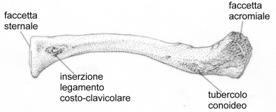 allontanamento del braccio dall asse del corpo, e di elevazione dello stesso al di sopra del capo