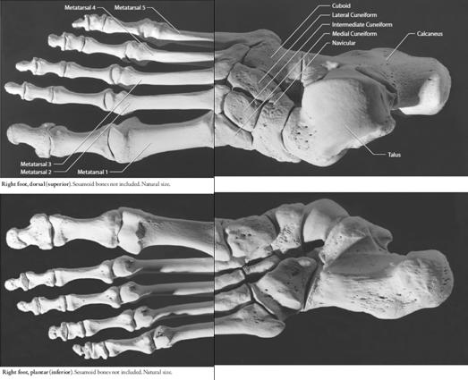 Le ossa del tarso sono 7, disposte in due linee parallele e corrispondono all articolazione della caviglia.