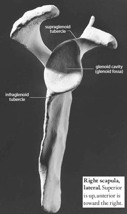 L estremità sternale della clavicola è