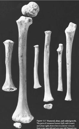 articola con la troclea dell omero l estremità inferiore dell ulna è caratterizzata da