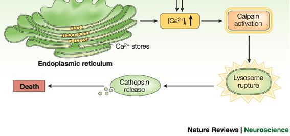 cathepsin