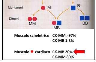 La localizzazione tissutale della CK non è cardiospecifica, essa, infatti, è distribuita in molti tessuti, peraltro in modo disomogeneo.