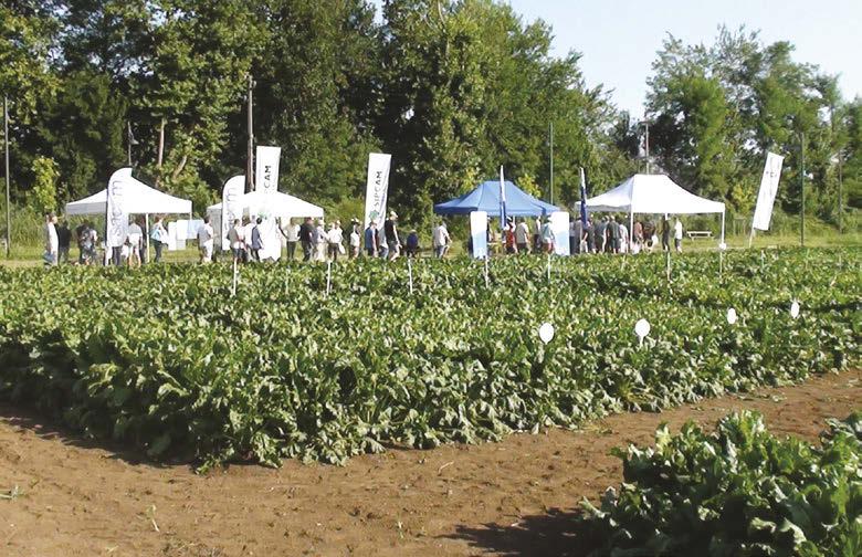 AGRONOMIA I risultati dei test nei bacini del Nord Italia di Massimo Zavanella, Giovanni Bettini, Adriano Fabbri, Alessandro Vacchi Varietà di barbabietola per le semine 015 A confronto 60 varietà, 1