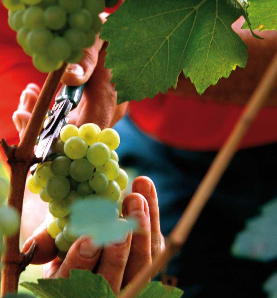 CAVITnasce nel 1950come Consorzio di Cantine Sociali con la finalità di: Assistere gli associati Creare una cultura del vino in Trentino Contribuire alla formazione dei viticoltori Nel 1957 il