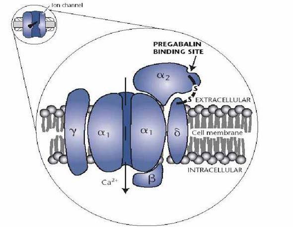 Il pregabalin è un ligando della subunità α 2 -δ dei canali del calcio voltaggio-dipendenti S-(+) isobutilgaba Meccanismo d azione Si lega alla subunità α 2 -δ dei canali del calcio