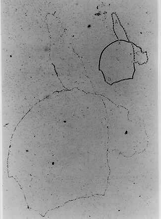 Replicazione del cromosoma batterico di E. coli.