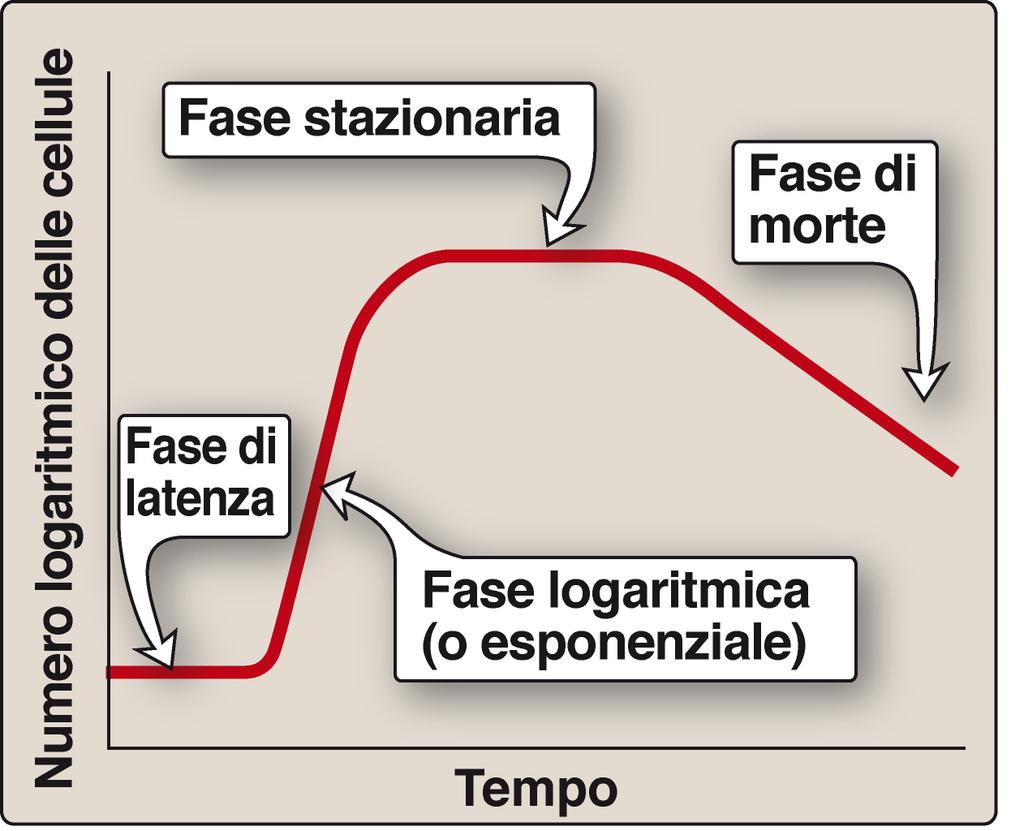 Fase stazionaria: i batteri smettono di crescere per la mancanza di nutrienti e l accumulo di