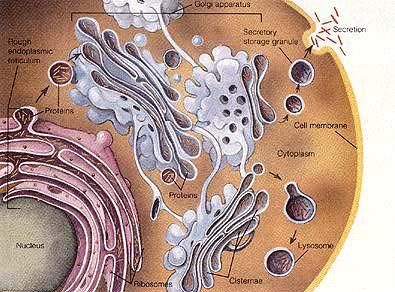 LISOSOMI Rappresentano l apparato digerente della cellula sono piccole vescicole rotondeggianti contenenti enzimi digestivi, capaci cioè di sciogliere numerose