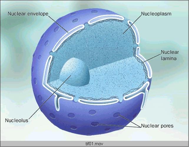 nucleolo che è