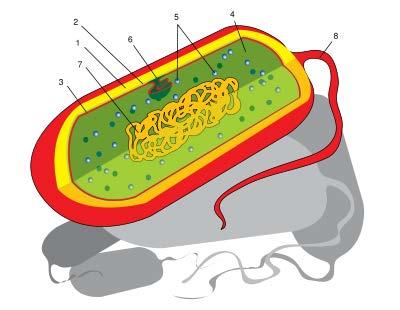 Le prime cellule comparse sulla Terra assomigliavano ai Batteri.