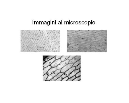 CELLULA VEGETALE Le cellule vegetali possiedono: - una parete cellulare, cioè