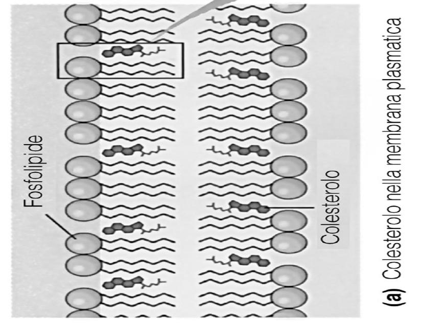 Struttura della membrana E composta da due strati di lipidi (fosfolipidi, contenenti fosforo) in cui si trovano «incastonate» delle proteine; contiene anche