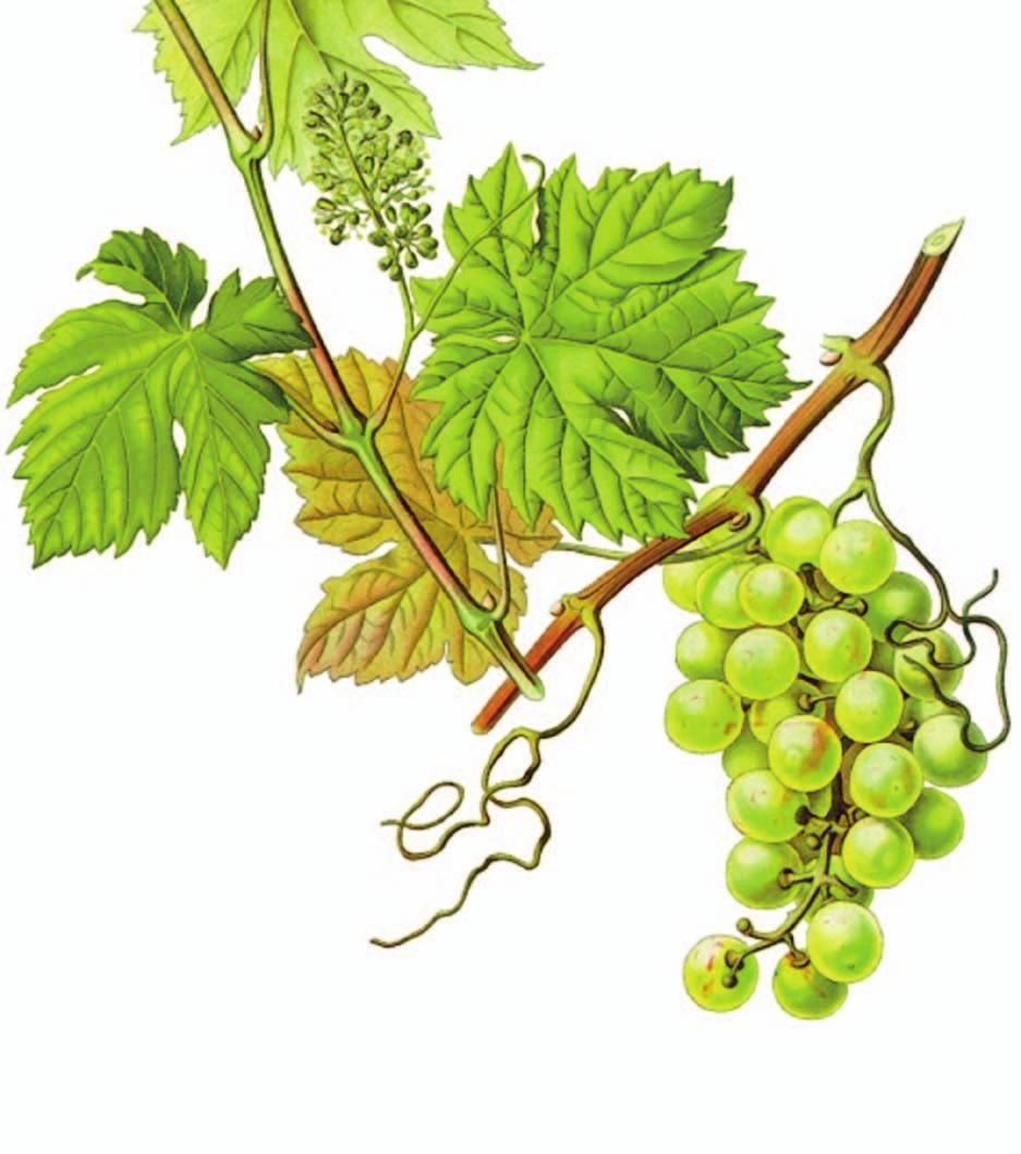 Hgrape Specialità enologiche per la protezione dell uva e del mosto, ad attività antiossidante, antisettica, protettiva degli aromi e con effetto di adsorbimento delle molecole maleodoranti.