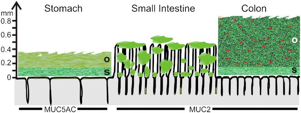 Muco disposizione nel GIT outer loose mucus