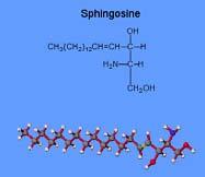 Sfingolipidi (1) Lipidi derivati dall amminoalcool sfingosina. Un acido grasso è legato al gruppo amminico della sfingosina.