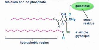 Glicosfingolipidi Nella classe dei glicolipidi la testa polare é legata alla sfingosina mediante legame glicosidico di una molecola di zucchero, piuttosto che mediante un legame fosfoesterico, come