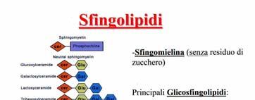 R: fosforilcolina sfingomielina Sphingolipids R: Zuchero/i glicosfingolipidi -Sphingomyelin (NO sugar residue) Major