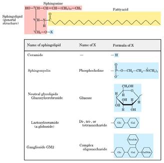 tutto il corpo come componente delle membrane di cellule del sistema nervoso.