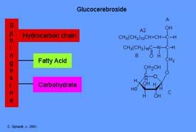 Glucocerebroside has the specific function to be in the cell membranes of macrophages, (cells that protect the