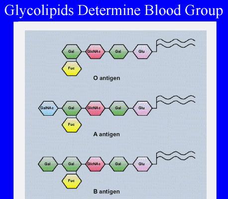 Galactocerebroside is found almost exclusively in the membranes of brain cells.