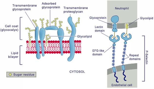 Principali classi di glicosfingolipidi (1) Cerebrosidi: hanno un unico zucchero (di solito il galattosio) legato al ceramide.
