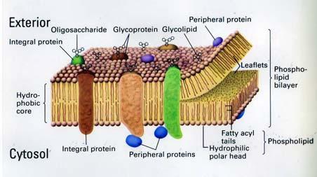 Membrana plasmatico modello del mosaico fluido Modello del mosaico fluido Le molecole biologiche consistono di proteine inserite in un doppio strato lipidico.