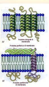 proteine 