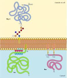 Proteine ancorate alla membrana da lipidi Ancore lipidiche, segue http://www.ncbi.nlm.nih.gov/books/nbk9898/figure/a1979/ http://www.ncbi.nlm.nih.gov/books/nbk21570/figure/a618/?