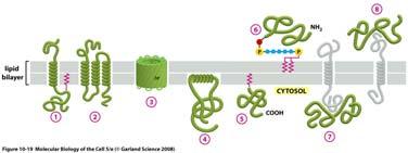 Il legame di idrogeno fra i legami peptidici viene massimizzato se la catena polipeptidica forma una α elica regolare nell attraversamento; si ritiene che sia in questo modo che la