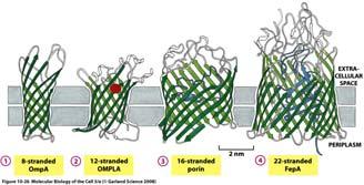 Proteine transmembrana (3) Nelle proteine a passo singolo il polipeptide attraversa un unica volta il doppio foglietto Nelle proteine transmembrana multipasso la catena polipeptidica