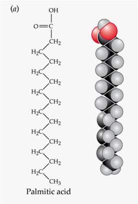 Il Glicerolo è una molecola con tre atomi di carbono e tre gruppi idrossilici ( OH), uno per ogni atomo di carbono.