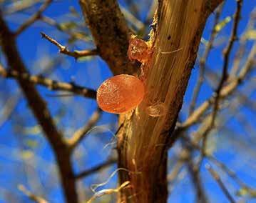 UNA GAMMA COMPLETA PER OGNI ESIGENZA DI STABILITÀ E PER IL RAGGIUNGIMENTO DELL EQUILIBRIO SENSORIALE La gomma arabica o gomma d Acacia è un essudato gommoso che si forma naturalmente in condizioni di