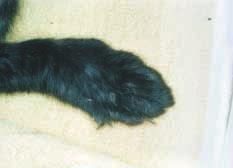 FIGURA 2 - Alopecia ed esfoliazione su testa e padiglioni auricolari di un gatto con adenite sebacea.