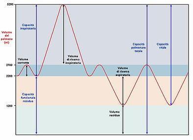 Ventilazione Grandezze respiratorie Vol riserva inspiratoria Vol riserva espiratoria Capacità vitale Vol Tidalico/corrente: Vol di aria che entra ed esce a ciascun atto respiratorio (500 ml) Vol