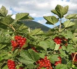 L azienda L azienda agricola Sibilla si trova a Norcia in Umbria, all interno del Parco nazionale dei Monti Sibillini.