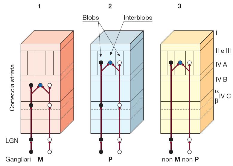 Elaborazione del colore //teoria dell opponenza: il livello V1 Le cellule sensibili ai colori sono organizzate in formazioni cilindriche chiamate BLOB che attraversano i diversi strati e sono