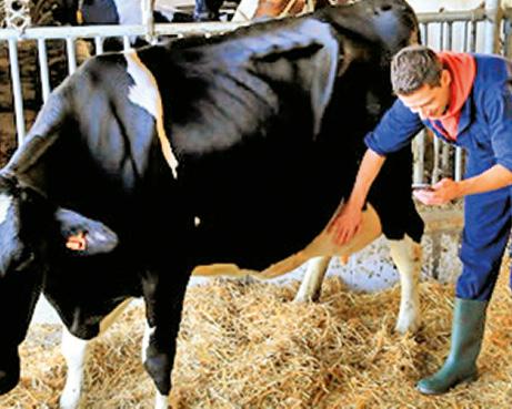 bovine In evidenza lo scostamento della temperatura di una