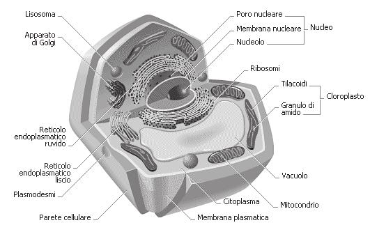 13) Vacuoli e vescicole Fig. 5 - Cellula vegetale. Nelle cellule vegetali sono presenti cavità circondate da membrana contenenti acqua e soluti, dette vacuoli.