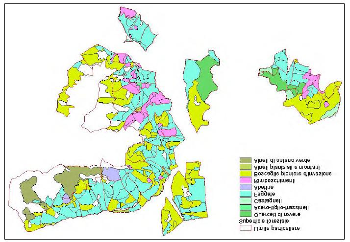 transitoria ottenuta da una conversione di cedui invecchiati. I tagli di conversione sono stati effettuati nel 1978 e nel 1996.