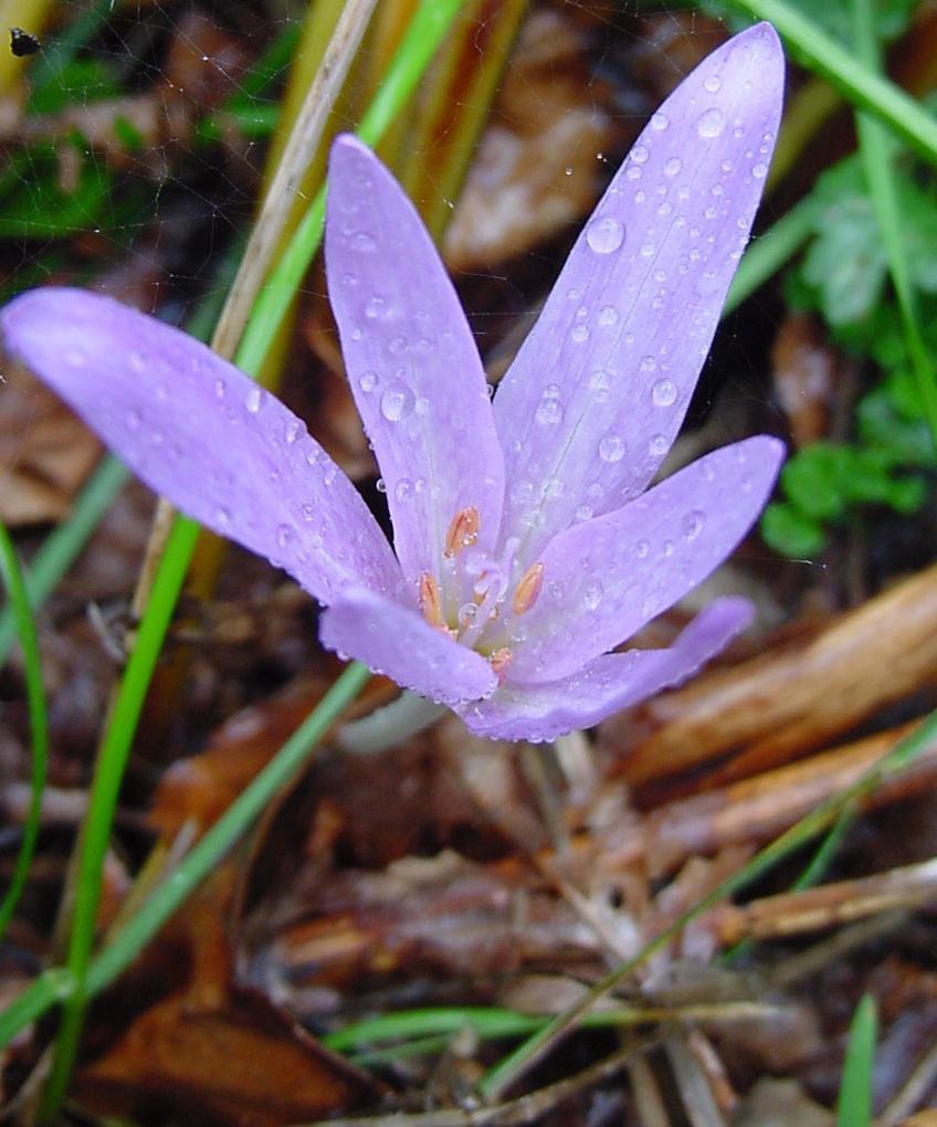 Colchicaceae