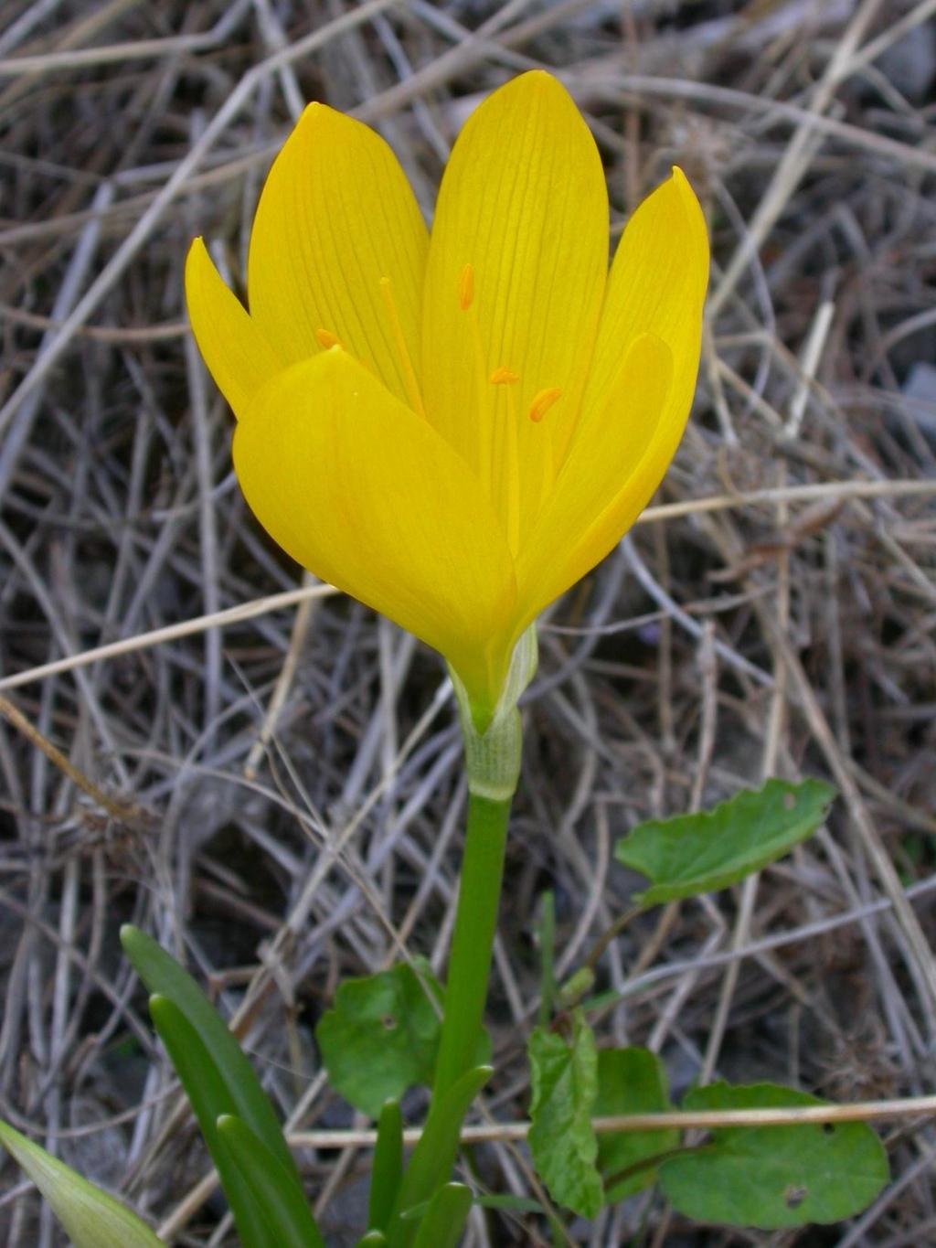 Sternbergia