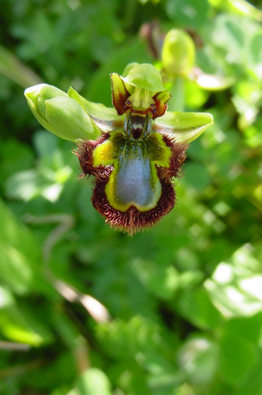 Ophrys