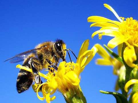 APICOLTURA, BANDO REGIONALE AVVISO PUBBLICO PER AZIONI DI MIGLIORAMENTO DEI PRODOTTI APISTICI.