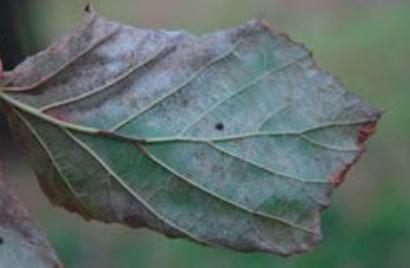 Sulla chioma: vegetazione stentata, in ritardo nella ripresa vegetativa, foglie di dimensioni più contenute, ingiallimenti diffusi e rami dell anno pressoché assenti.
