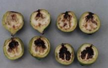 NAB (Necrosi Apicale Bruna): Fusarium spp. + Alternaria alternata Sintomatologia: presenza di una macchia bruno-nerastra in corrispondenza dell apice stigmatico.