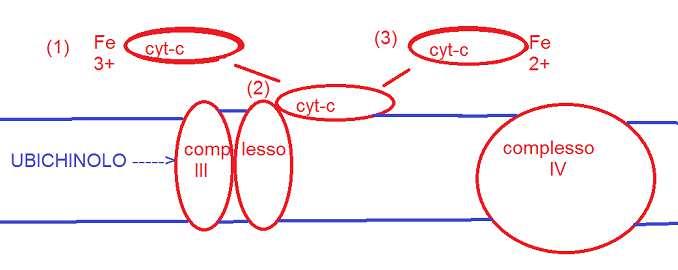 attaccare e staccare dalla membrana. Cyt-C ha un gruppo eme con ferro; acquista un elettrone riducendo Fe3+ a Fe2+.