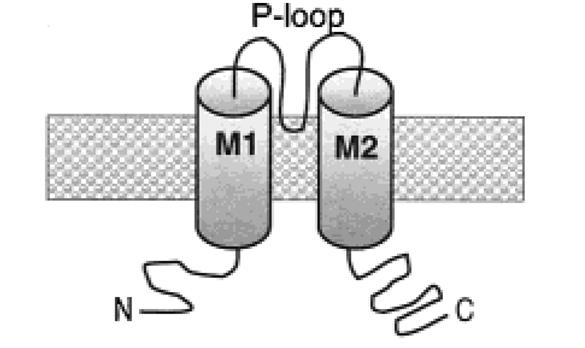 segmenf transmembrana Inward rec*fiers (Kir) Intervengono nella